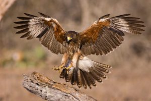Hawk flying in the woods